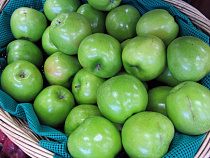 Польская компания готова заложить в регионе промышленный сад 