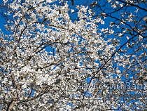 БФУ им. И. Канта получит 15 миллионов рублей на развитие Ботанического сада