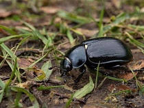 В Калининградской области оживились обжигающие кожу твари