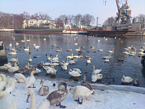 Лебеди предпочитают зимовать в Балтийске
