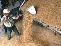 В России стабилизировались цены на пшеницу