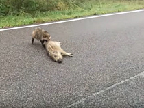 На Куршской косе еноты едят кабанов (видео)