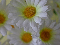 В Калининград пытались ввезти 156 тысяч тонн заражённых цветов, саженцев и досок