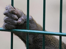 В калининградском зоопарке поселились орангутаны из Москвы