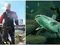 Учёный: сом может только заглотить