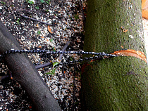 Вырубка на Виштынце: спилены здоровые деревья