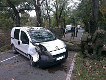 Упавшая на трассе под Балтийском ветка раскорежила «Ситроен»