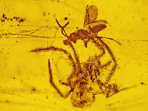 Гданьск бравирует балтийским янтарем в Милане