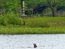 Косуля сбежала вплавь из Калининградской области в Литву