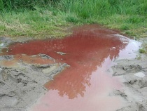 Поставляющее свинину «РБПИ Партнер Запад» уличили в нарушениях