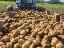 В магазины Калининграда начали поставлять первый картофель 