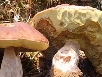 Калининградским грибникам дали совет безопасного подхода к границе