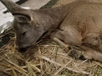 В Калининградской области поток замерзающих косуль не иссякает