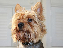 Парикмахер использовала йоркшира для поиска «закладок» наркотиков