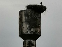 «Аистиха рухнула»: под Зеленоградском из-за сноса башни погибла птица