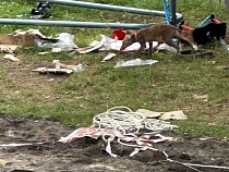 По Правдинску целыми днями гуляет лисёнок