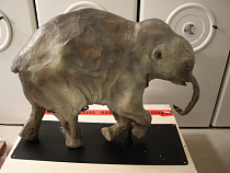 В Музее Мирового океана появилась копия мамонтёнка Любы