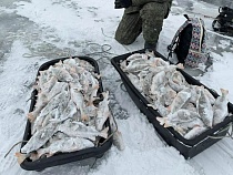 «Клёв как из пулемёта»: под Калининградом бесплатную рыбу со льда вывозят горами