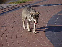 Россельхознадзор выявил в обороте 8 поддельных ветпрепаратов