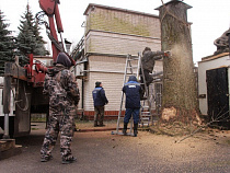Калининград прощается с вековым дубом у входа в зоопарк