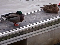 В Зеленоградске уток заподозрили в пожирании пенопласта