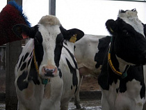 В регионе за четыре года почти в два раза выросло поголовье крупного рогатого скота 