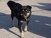 За 2,4 млн рублей в Калининградской области спроектируют приют для собак и кошек