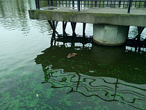 Власти Калининграда признали отравление уток