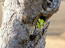 Законность вырубки деревьев в парке «Южный» проверяет прокуратура