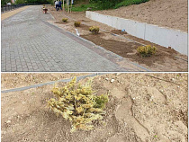 В Балтийске к курортному сезону готовят аллею мёртвых растений (фото)