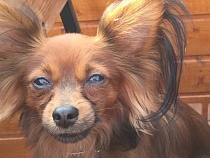 В Калининграде рецидивист украл йоркширского терьера для своей пассии 