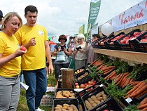 Осенью 2019 года урожайность картофеля и овощей может упасть на 30% (дополнено)