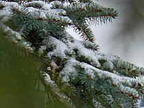 Два соседа в Калининградской области спилили ели друг другу назло