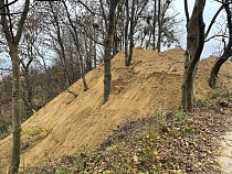 В Янтарном удумали уничтожать деревья засыпкой склонов