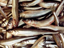 В Калининграде появилась «золотая» корюшка