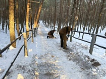 На Куршской косе из-за морозов закрывают две экотропы