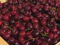 В Калининград везли заражённую черешню из Узбекистана