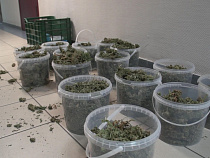 В Калининграде изъято 9  килограммов марихуаны