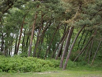 «Зелёный фронт» вступился за реликтовый лес в Заостровье