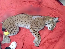 В Калининградской области ищут убийцу рыси