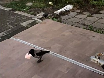 Торговцы прикормили дрессированную ворону (видео) 