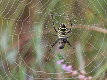 Изменения климата привлекли в Калининградскую область паука-осу (фото)