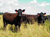 АПХ "Мираторг" начал кампанию по осеменению 18 000 коров и нетелей на фермах в Калининградской области