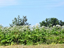 13 районов получили деньги на обработку и протравку борщевика   