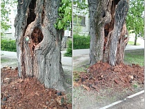 Мэрия Калининграда предупредила о вырубке на улице Куйбышева