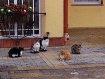 К новогодним праздникам МТС обновила сеть в Зеленоградске и окрестностях