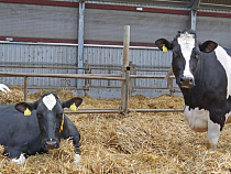 Минсельхоз отметил рост надоев в Калининградской области