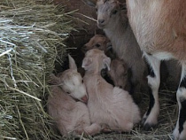 В Калининградском зоопарке впервые появились на свет сразу пять камерунских козлят