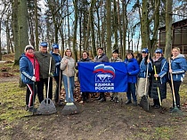 Жители Ладушкина освободили городской парк от листьев