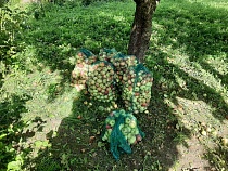 Житель Немана рискует сесть за 150 кг яблок